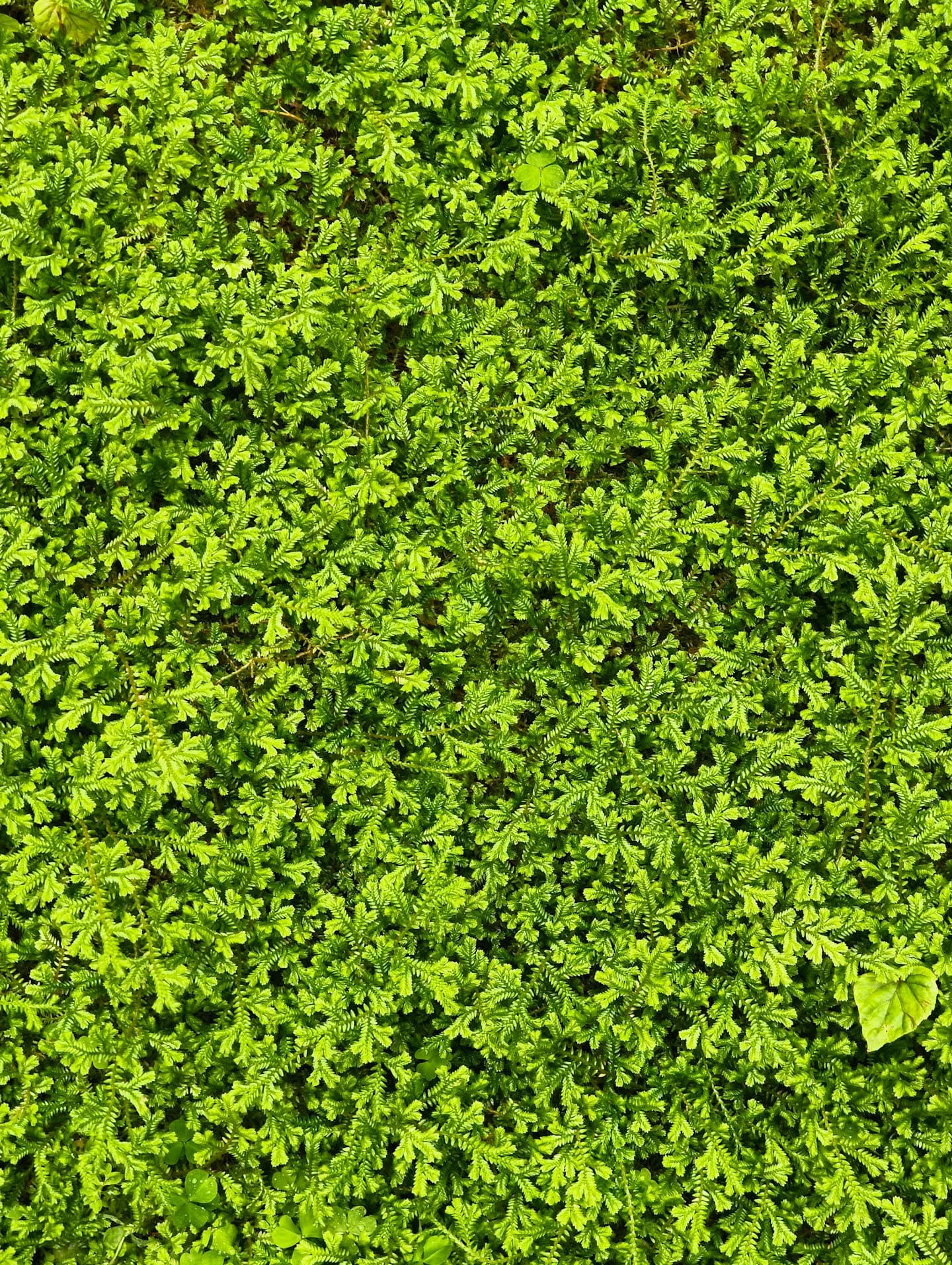 Health Management Platform